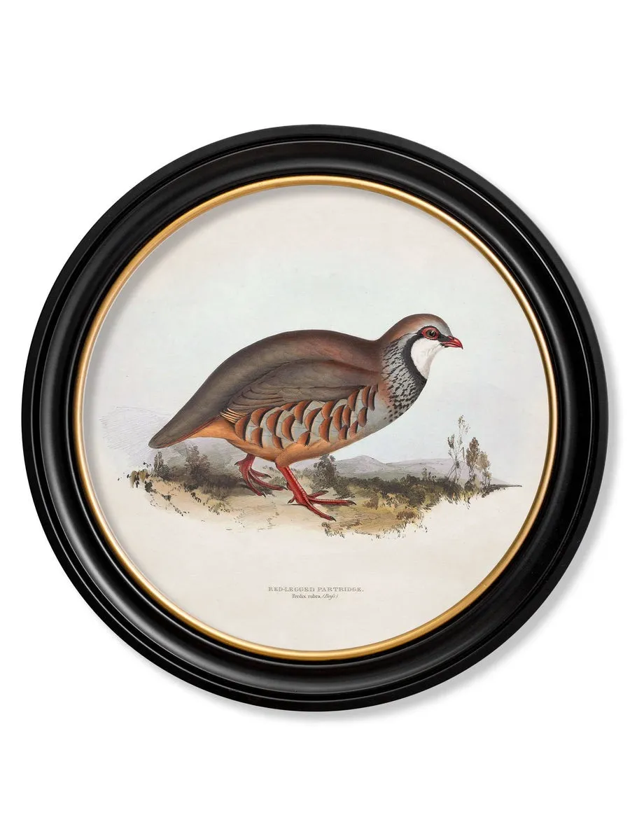 British Game Birds – Oxford Round Framed Print