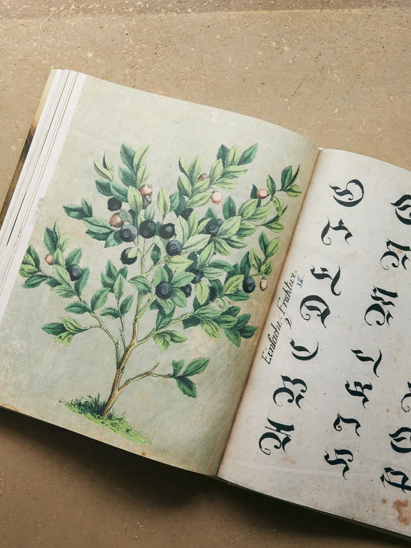 John Derian Picture Book