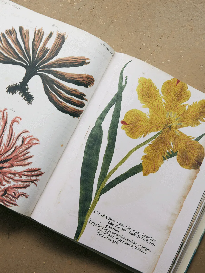 John Derian Picture Book